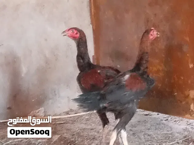 ديوجه 2 مخاليف هندي اصلي