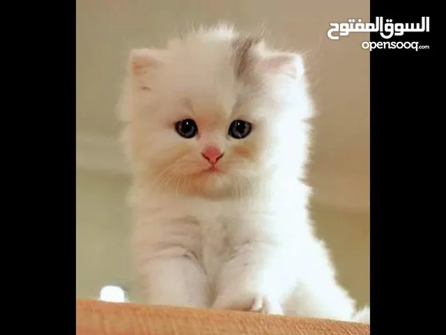 السلام عليكم قطه لتنبني