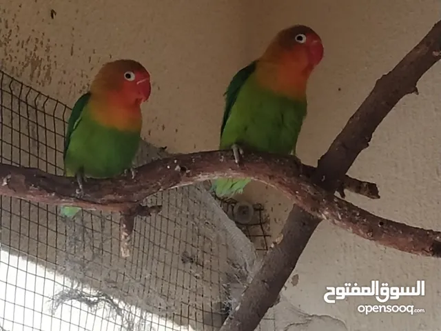 Green Fischer Love Bird breeding pair with 2 chicks