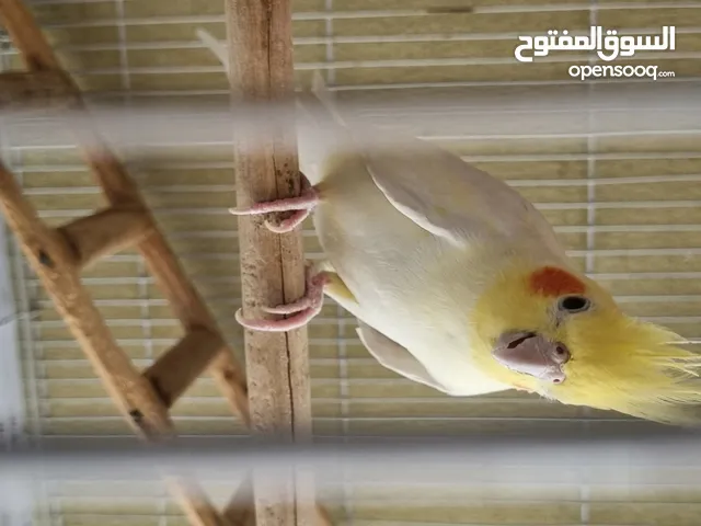 COCKATIEL / كوكتيل