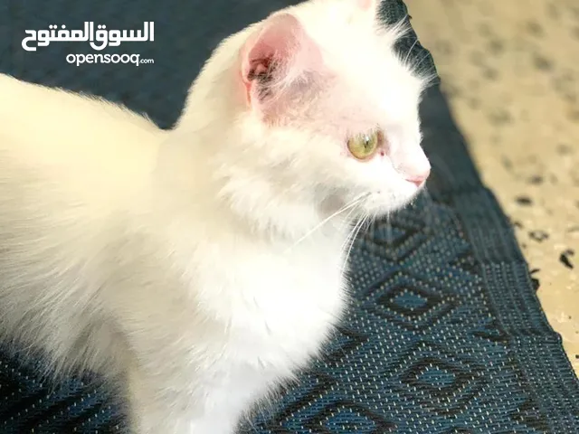 قطه انجورا
