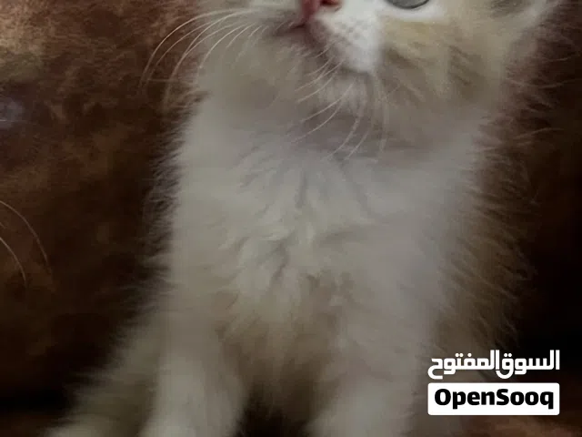 قطط صغيره للبيع بعمر شهرين تقريبا .