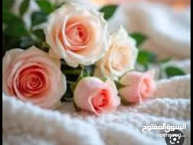 تأسيس شركات بيع شركات جاهزة