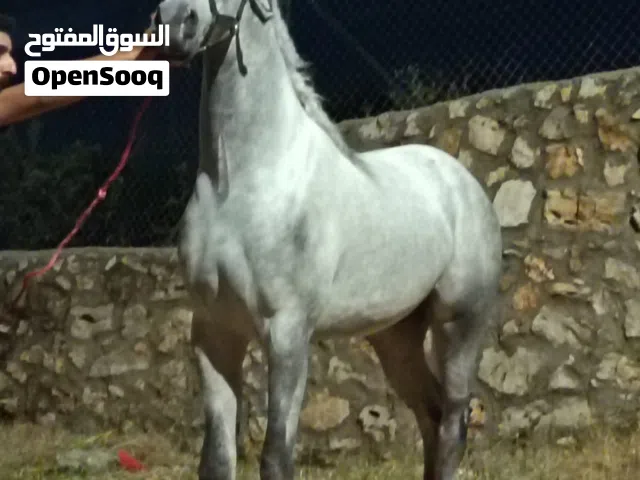 مهر عربي واهو مسجل ابن أبطال حفيد مروان الشقب