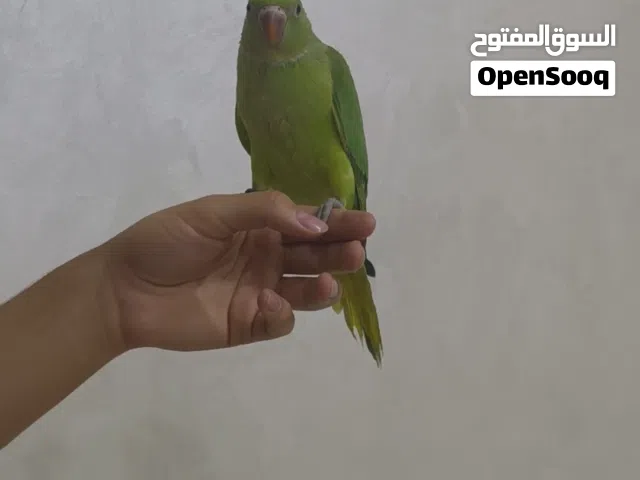 ببفاء درة أليف حبة مميزة بتنادي عليها بتيجيك طيران