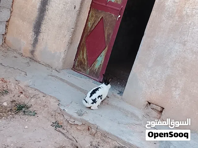 ارانب الله يبارك خاليات من جميع الامراض