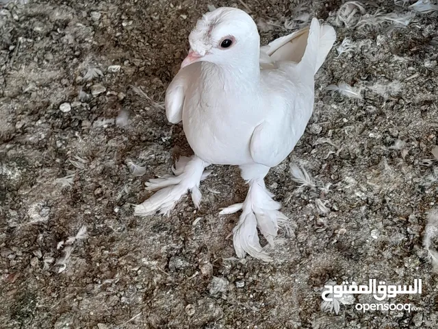 حمام و زغاليل مكاوي الوان و اعمار مختلفة