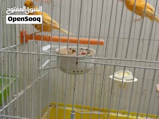 جوز جزرية غوامق معهم 3 فراخ