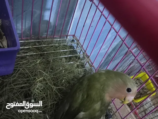 فرد روز للبيع غالبا نتاية نشيطة جدا