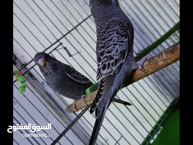 سلام عليكم بلاك مخاليف سعر الزوج 125