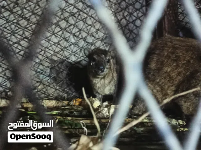 وبر بري جبلي احجام كبار وصغار والصحه مشاءالله موجود منتجين