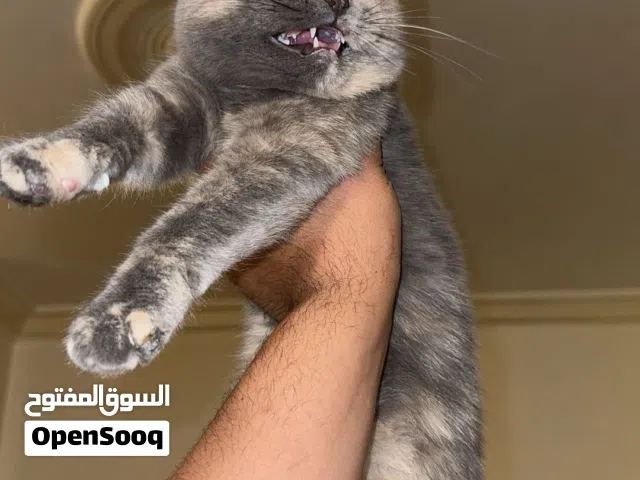 أنثى سكوتش دبل فوولد Short hair