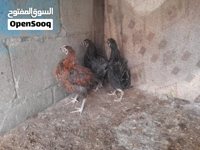 فرختين وديك نخب العمر فوق ل3شهور مطلوب بيهم 10