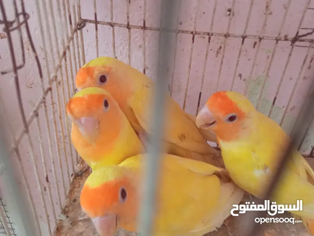 زوجين اورنج