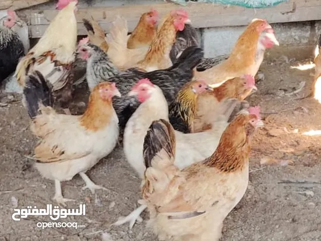 دجاج محلي وفرنسي هجين جميع السلالات
