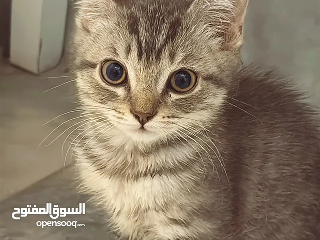 قطط قطط صغيره