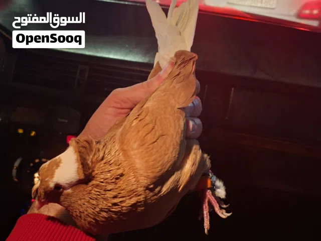 فحل تكلجي اصفر