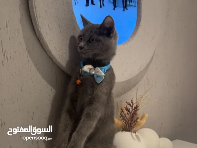 قط بريتش فولد السعر ف الخاص