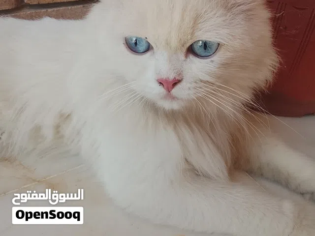 قط شيرازي (فارسي) للتبني [إقرأ الوصف باش تفهم]