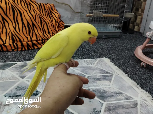 ببغاء لون اصفر مميز ونادر