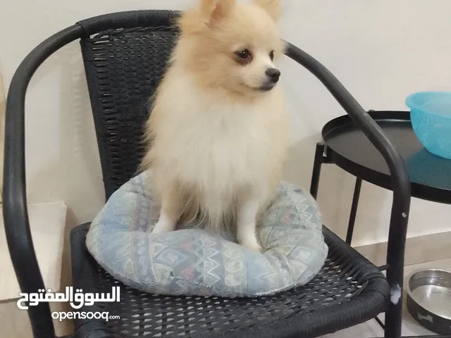 Pomeranian dog .male .. 1 Year