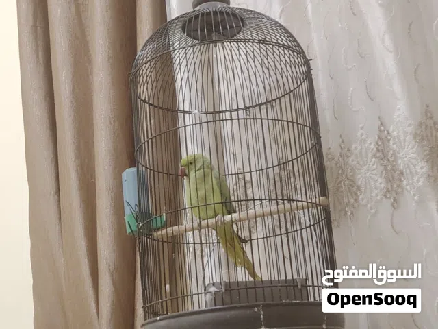 ببغاء دره فحل مرتب بالصلاة على النبي