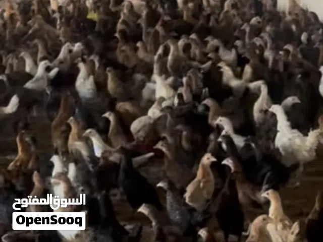 للبيع دجاج محلي  الموقع: صحم   العمر: شهرين