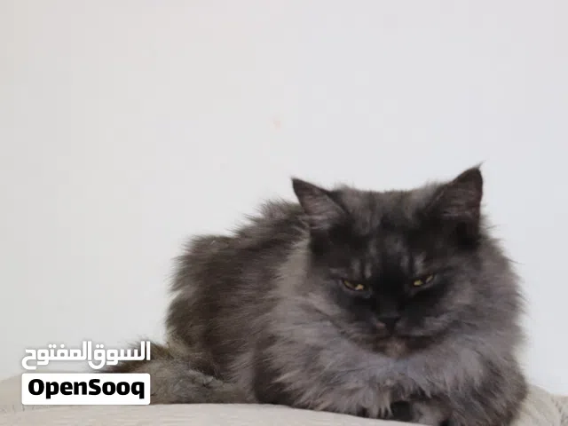 قطه شيرازي اصلي لون مميز حجم مناسب و عمر مناسب ولون جميل وجذاب اسم الفصيله Persian - Smoke Color