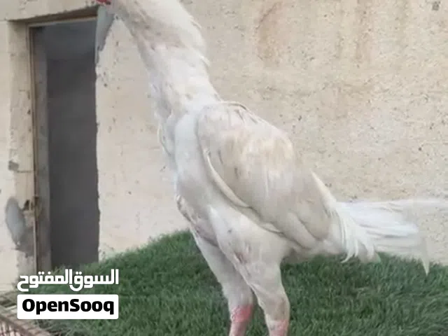 ديك باكستاني اصل