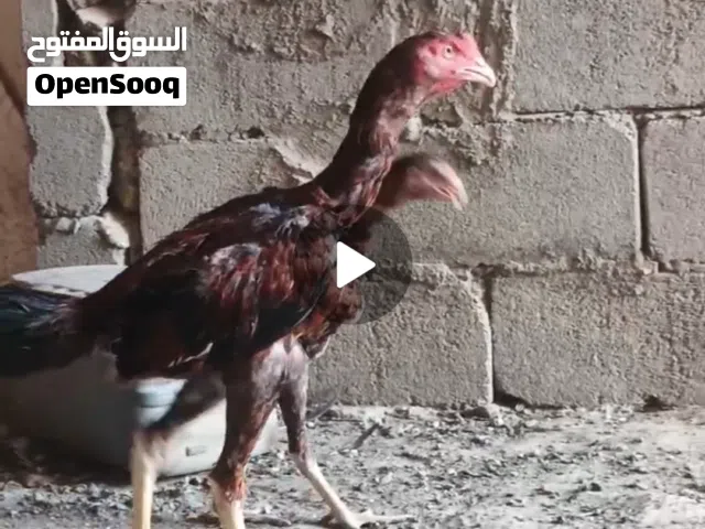 هراتي مخاليف ثلاثه ديجين ودجاجه