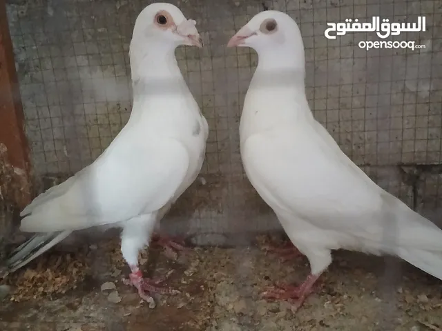 طير زاجل ابيض