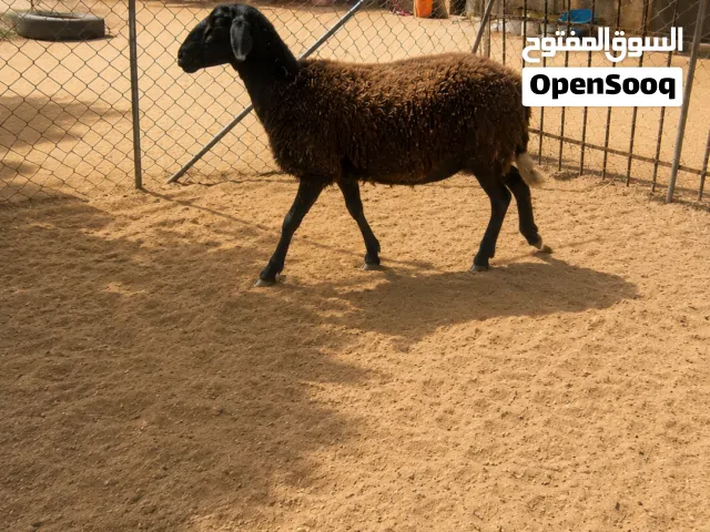 نعجه تومي ربي يبارك هجين