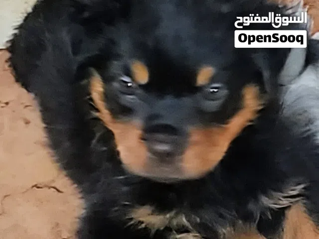 بنوته قمر وسكر