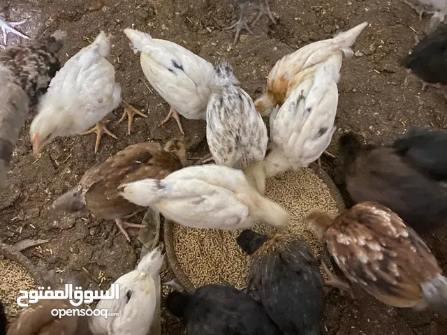 صيصان دجاج بلدي للبيع بسعر مغري