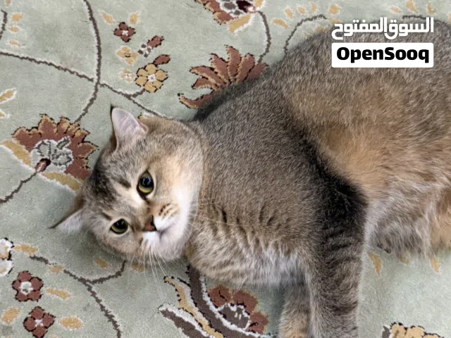 انثى سكوتش ستريت قولد