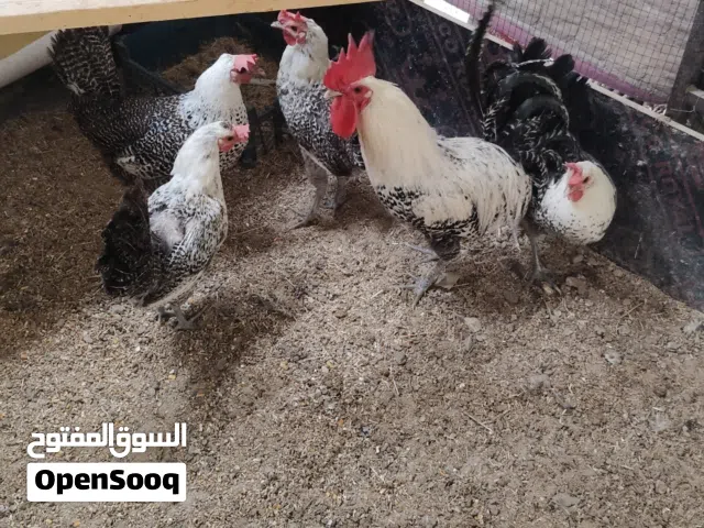 متاح ديج و 4دجاجات برانلكز اصلي