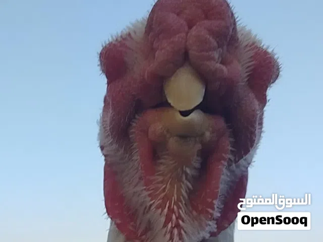متاح بيض دجاج الماني نخب أول قبل ما تشتري اسأل عني