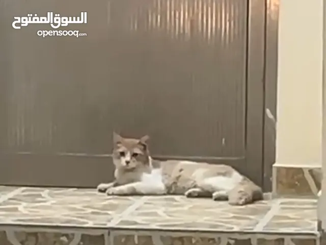 في قطوه للتبني في منطقه البسيتين السايه