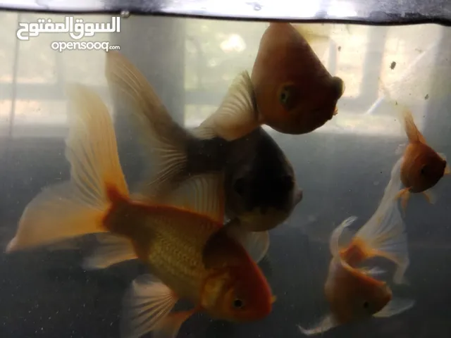 السلام عليكم متوفر للبيع او للبدل على طيور حوض سمك ...................ّ...........................