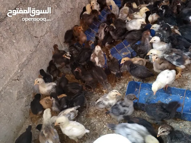 صوص بلدي  بناديق بكستاني  صحه ونضافه