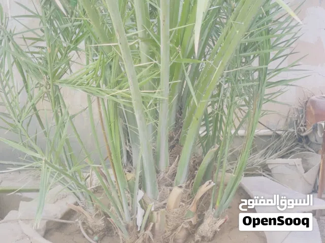 افراخ برحي مع الام للبيع