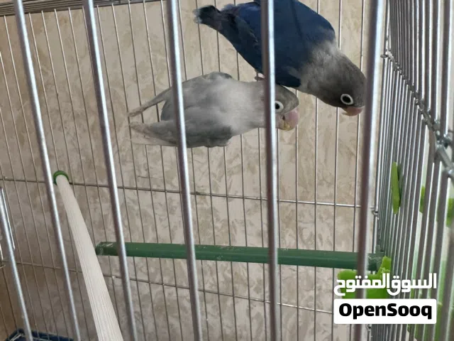 فيشر أهالي للبيع