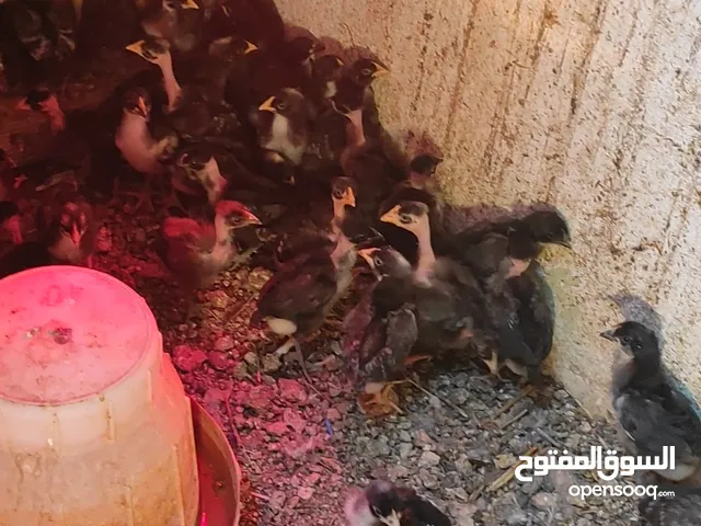 صيصان بلدي وابو رقيبه