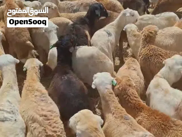 خرفان رفيدي جملة درجة اولى ماشاء الله تربية جده حضيرتنا.