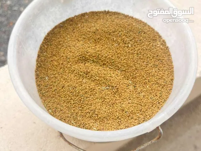 بذر قت للبيع