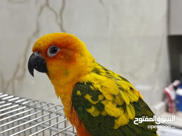 صن كنيور ربوه