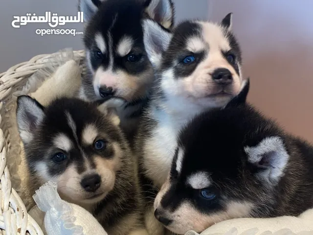 pure husky tow months 2500 QR