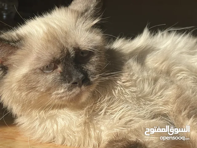 انثي سيامي زي ما موضح في الصورة للبيع