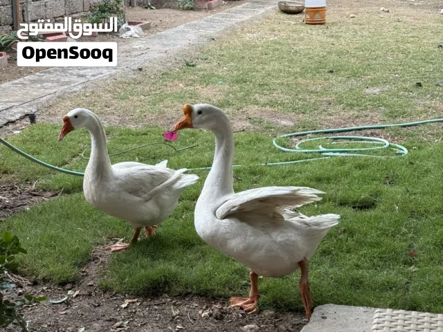وز للبيع ابيض ذكر وانثى