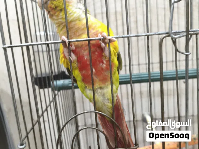 كنيور اناناس باقي التفاصل بلوصف